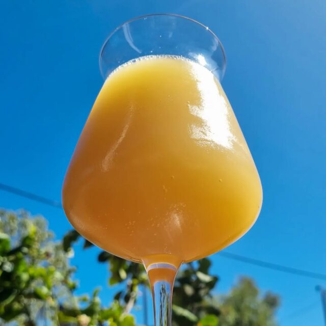 First pour of my oatcream NEIPA, only just carbed and already extremely juicy and drinkable. Wish I could fast forward a couple of weeks to see how it mellows out.

20L brew dry hopped with a huge 600g of Citra, Simcoe and Amarilo.

.
.
.
.
.
.

#brewzillagen4 #firstpour #hazyipa #neipa #brewlife #homebrewexperience #hopcity #nofilterneeded #twocbrewingsupplies